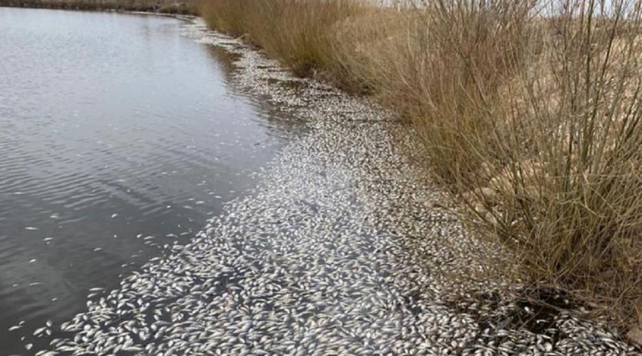 У берегов одного из сел Алтайского края обнаружили косяки мертвой рыбы