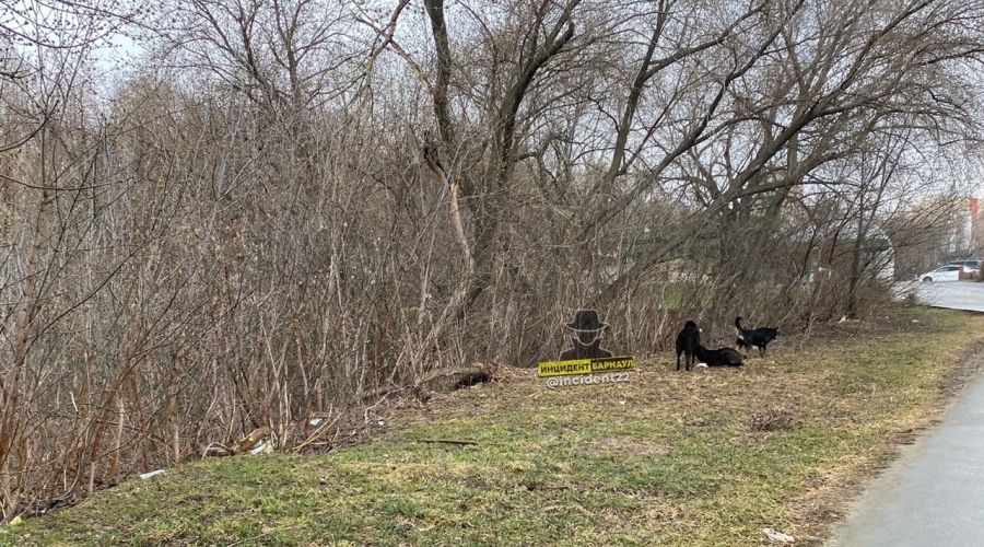 Та самая стая