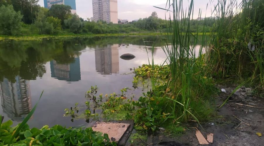 Слив обсчитан: «Барнаульский водоканал» наказали за загрязнение озера в парке «Юбилейный»