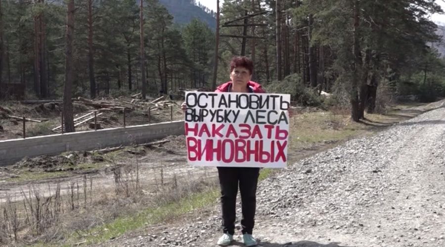 Прокуратура проверяет сомнительную вырубку леса на берегу Катуни под новую турбазу