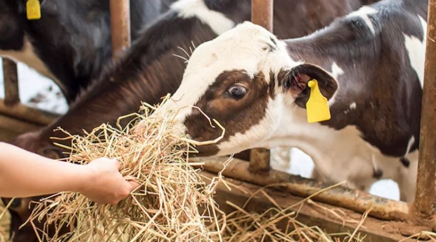 Фото иллюстративное