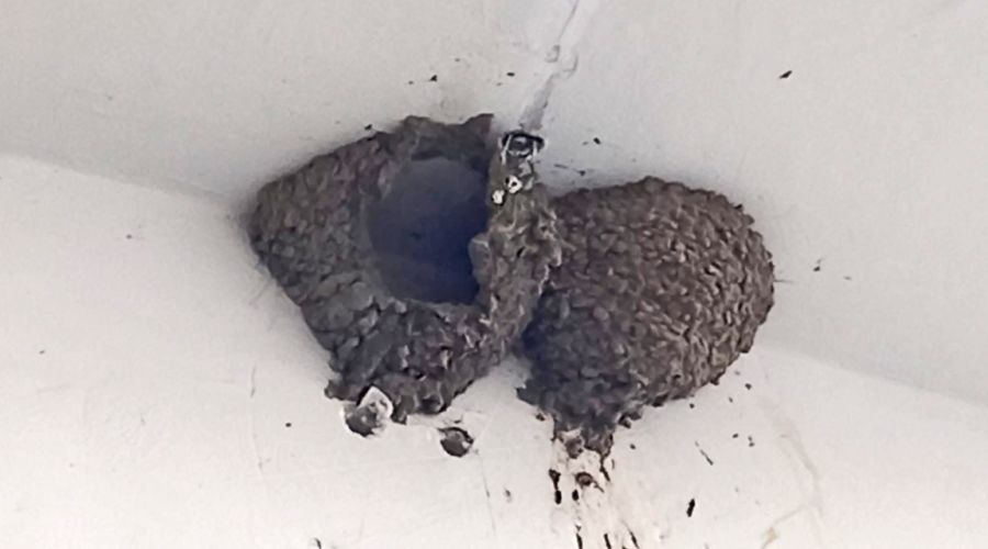 Такой внешний вид гнезда ласточек говорит о том, что выводок уже покинул его