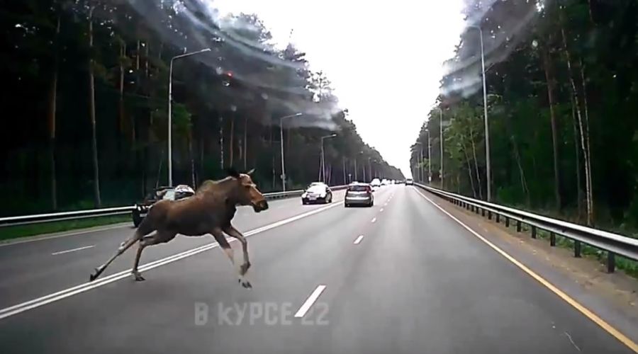 «Мигранты» из леса