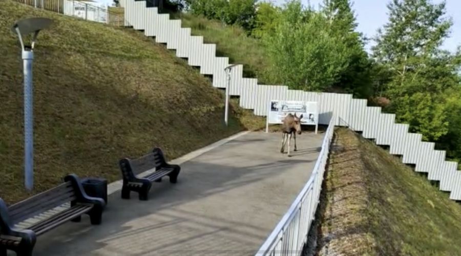 «Загулявшего» в барнаульском парке лося вывезли из города под снотворным