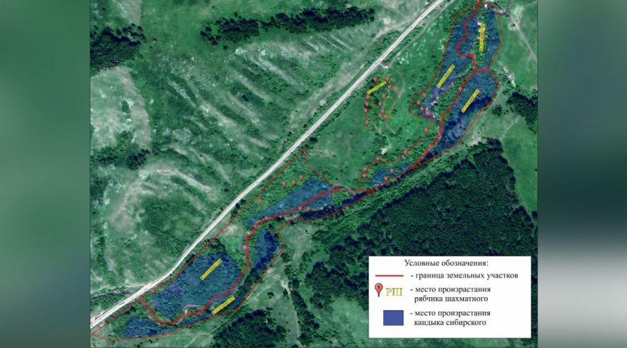 Госэкспертиза не одобрила золотодобычу на «краснокнижном» участке в Солонешенском районе