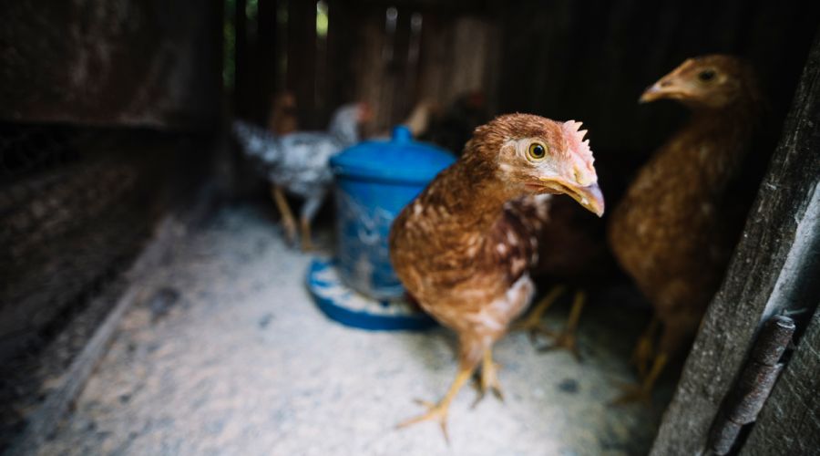Удобрение полей куриным пометом стало «удушающим» испытанием для жителей алтайского поселка