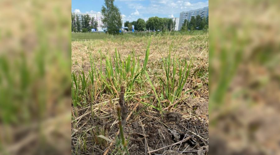 В Заринске вместе с травой скосили больше 1000 высаженных горожанами сосен