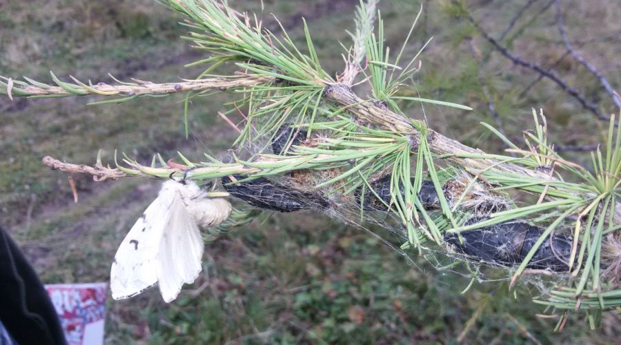 Жителей Алтайского края предупредили о скором вылете «уродившегося» в этом году шелкопряда