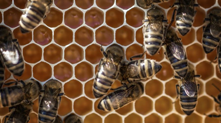 Экспертиза подтвердила мор пчел от химикатов на 59 пасеках в Алтайском крае