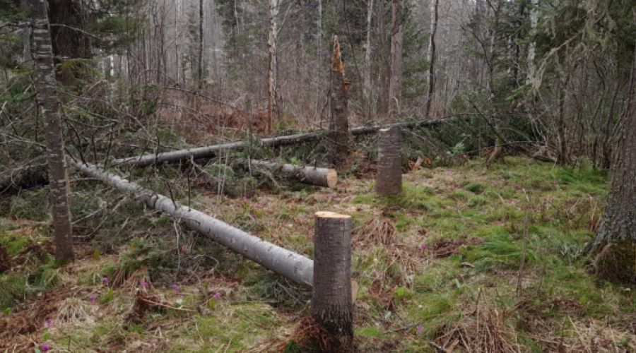 Полиция расследует «распил» золотодобытчиками-лесорубами алтайского кедра на 300 млн рублей