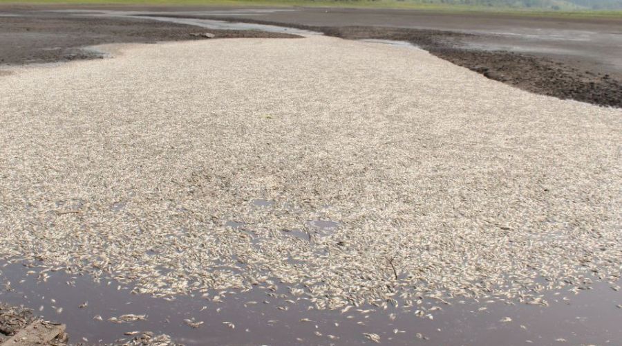 Надзорные органы разберутся с замором рыбы на Клубничном озере в Алтайском крае<span style=