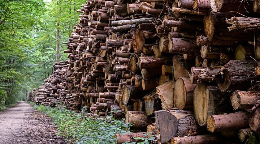 В Барнауле могут вспыхнуть уголовные разбирательства из-за масштабных незаконных рубок в ленточном бору