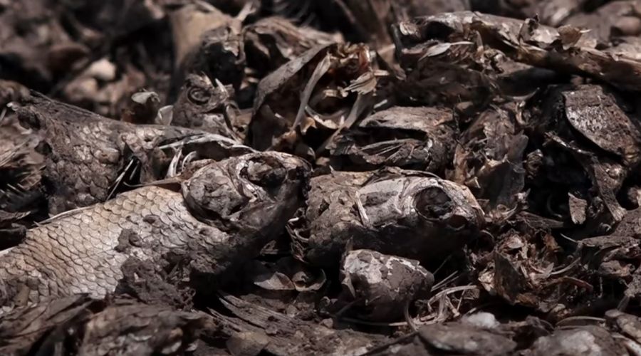 Массовая гибель рыбы на алтайском озере может быть происками бобров-«диверсантов»