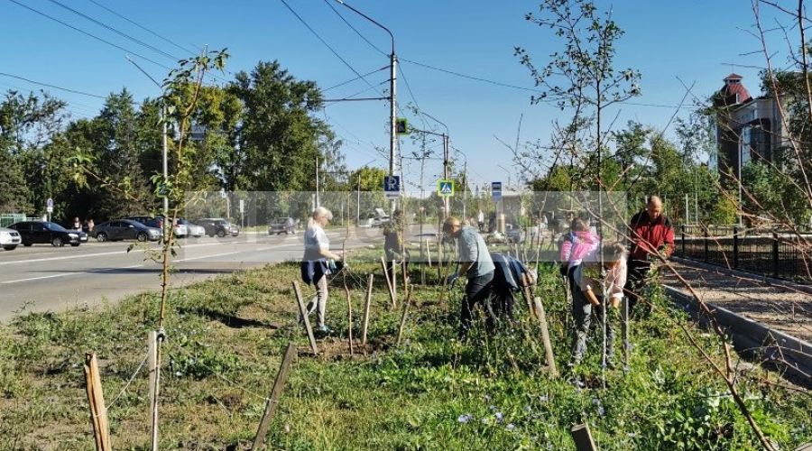 Рубцовские чиновники вышли на спонтанный субботник в «подсохшую» всего за сезон аллею