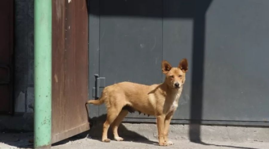 «Иначе не наведем порядок»: алтайские законодатели намерены добиться введения обязательной маркировки собак