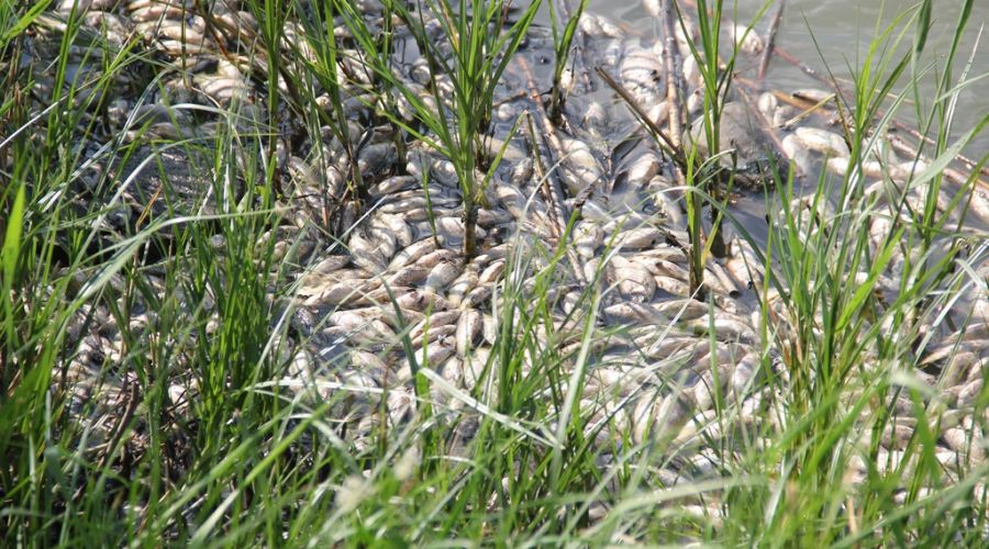 Власти не спешат разбираться с массовым замором рыбы на озере в Камне-на-Оби