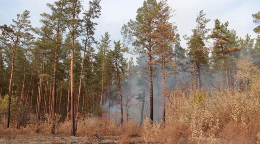 В Бийске загорелся лес рядом с оборонным заводом