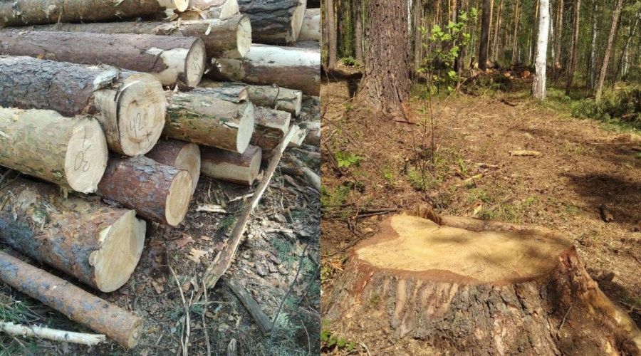 Рубки в ленточном бору не впервые привлекают внимание общественности. Фото 2020 года