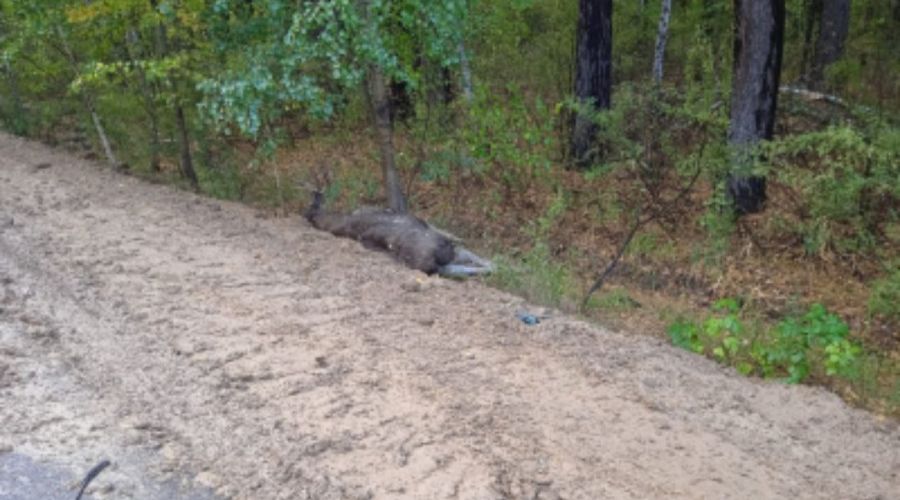 В Егорьевском районе насмерть сбили лося