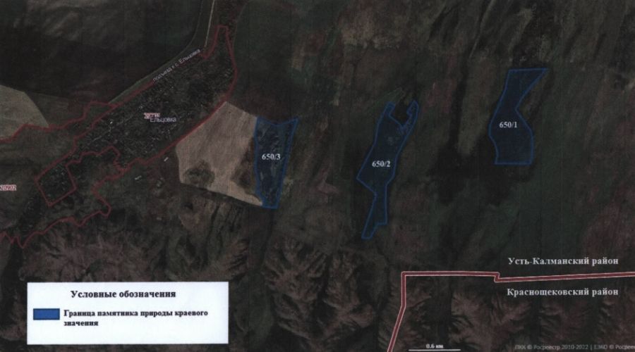 Эпопею с угрозой вырубки уникальной березовой рощи в Алтайском крае «увековечат» природным памятником