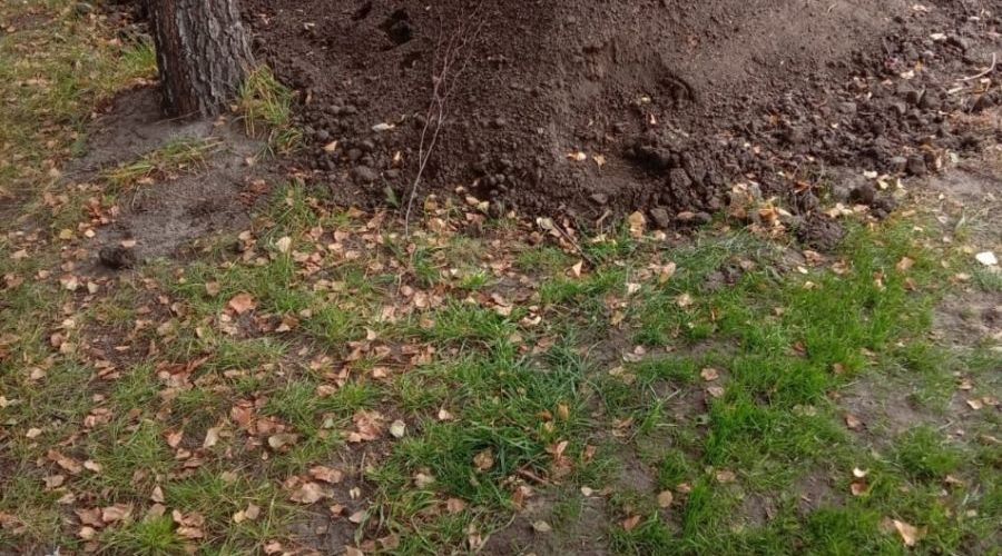 В Барнауле дорожники добавили «незаурядности» и без того странному пешеходному переходу за «Ареной»