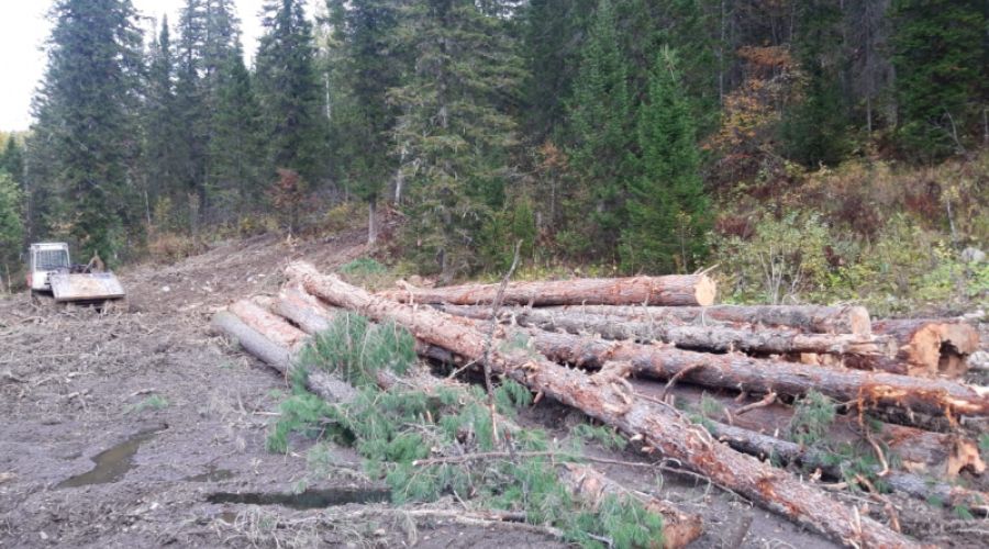 Под рубки пошли здоровые деревья