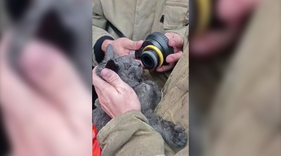 И котенок<span style=