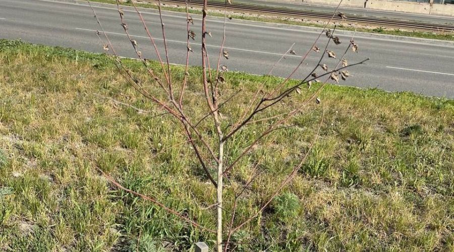 Прижилось меньше трети: Счетная палата Барнаула проверила эффективность расходования бюджета на озеленение