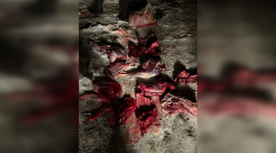 Найденное мясо косули