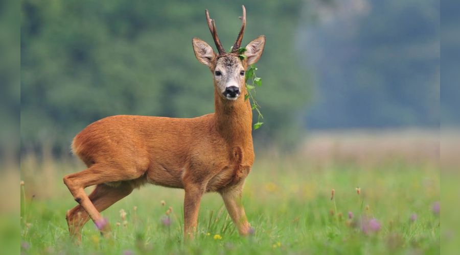 Фото иллюстративное