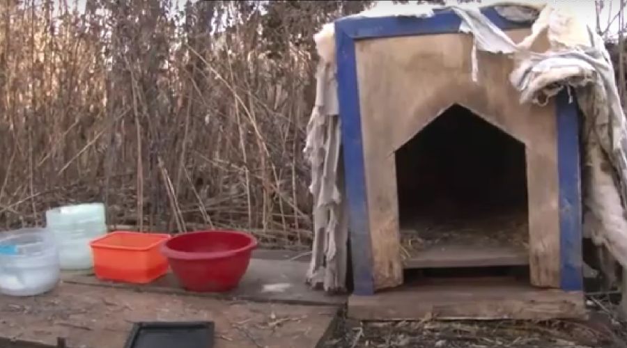 С этой будки началась история с собаками на Мартьянова