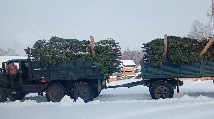 В Алтайском крае нашли первого в этом сезоне дровосека с незаконно срубленными новогодними деревьями
