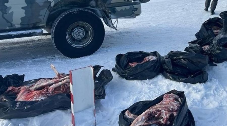 Алтайских охотников заподозрили в запретном отстреле козерогов