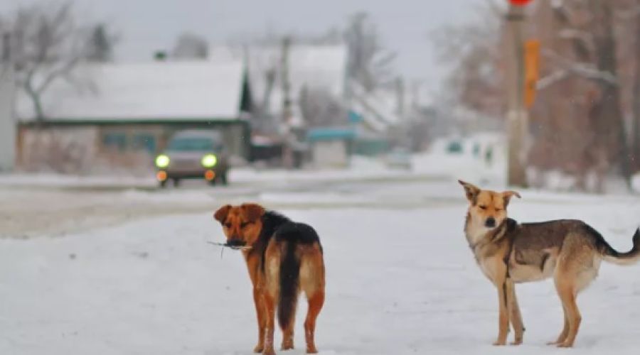 Бийчанка сообщила губернатору о нападении бродячей собаки на ее ребенка