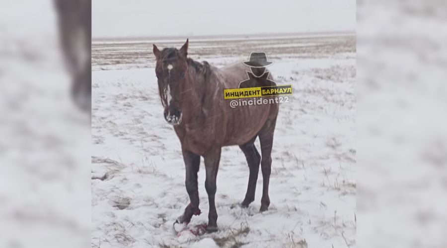 С переломом в степи: граждане с боем «заставили» власти подключиться к спасению сбитой в Краснощековском районе лошади (обновлено)