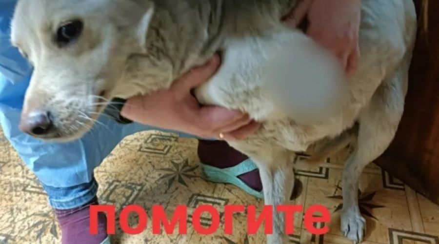 Выжженные глаза и оторванные лапы: бийские зоозащитники наблюдают рост числа покалеченных людьми собак