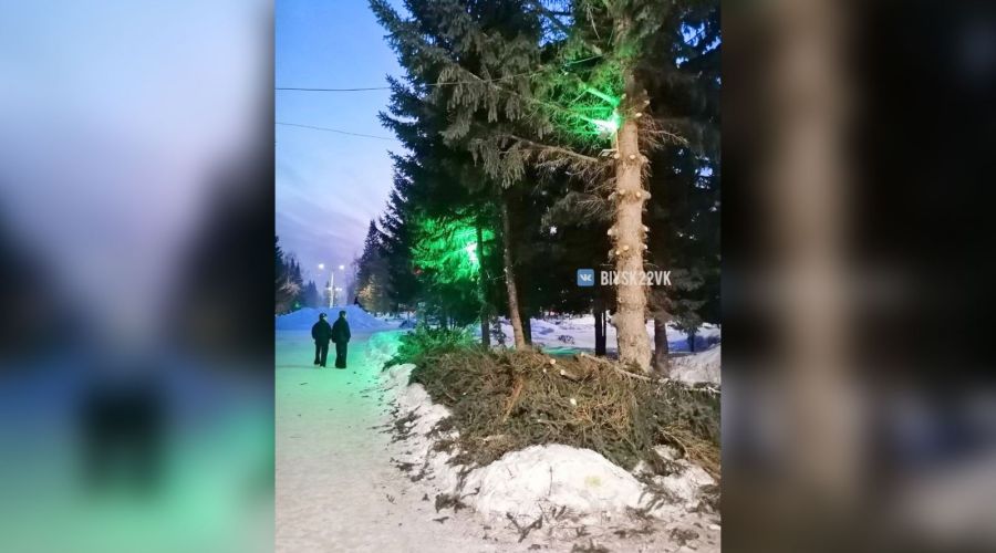 Администрация Бийска объяснила обрезку елей в городском парке уборкой снега