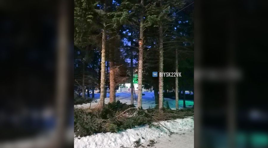 Обрезанные ели на Петровском бульваре в Бийске