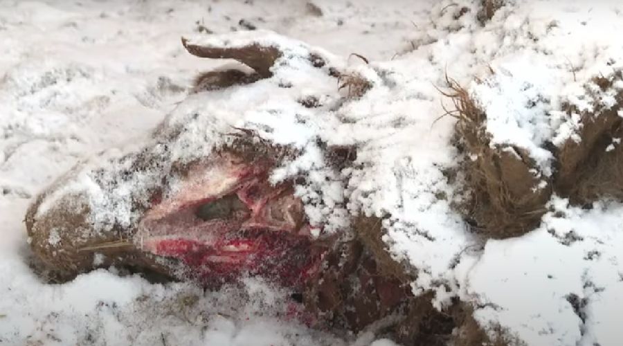 Задранная овца