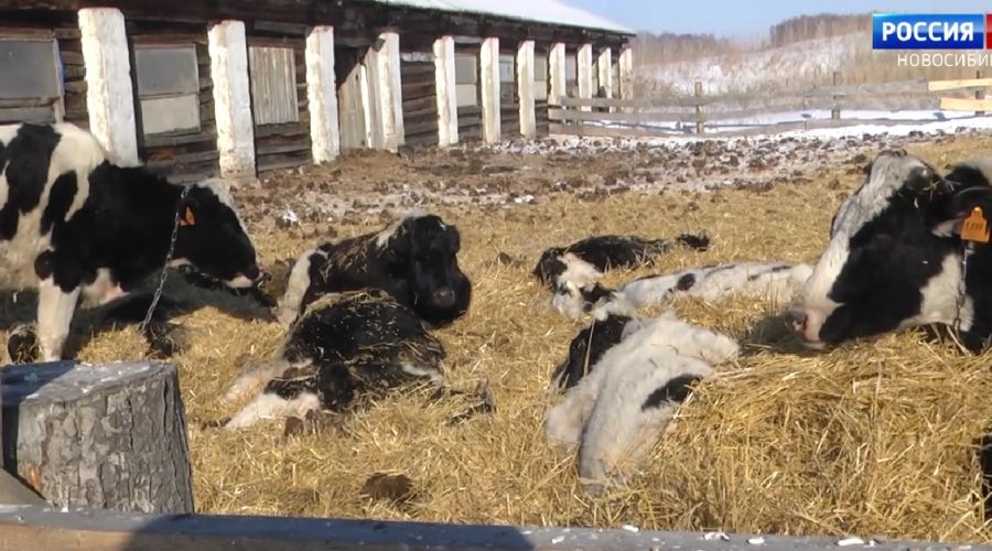 Погибший скот оставляют на ферме