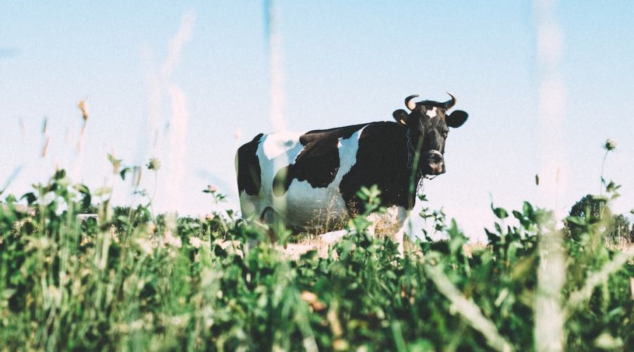 Слова и дела: Минсельхоз Алтайского края анонсировал решение проблемы низких закупочных цен на молоко