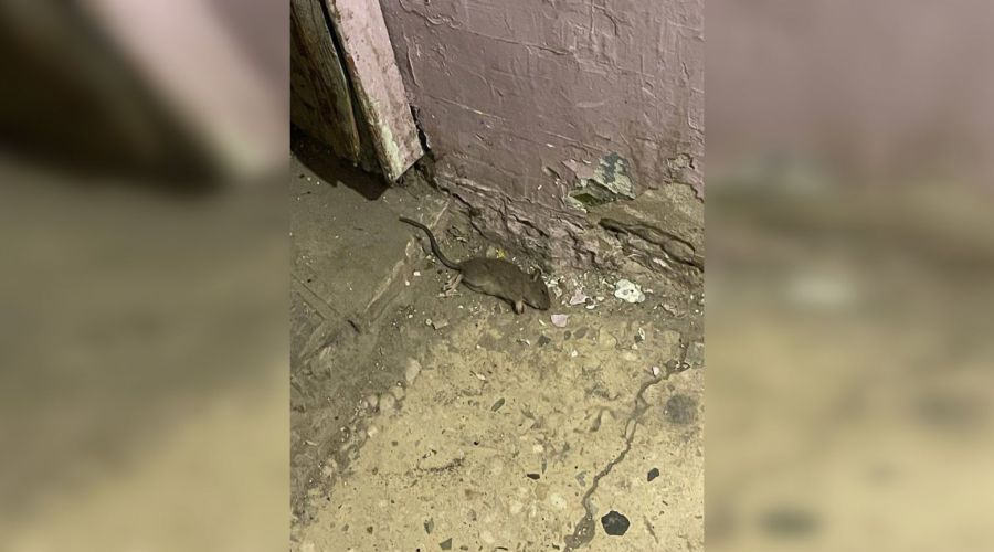 Мертвая мышь в подъезде дома на проспекте Ленина, 73 в Барнауле