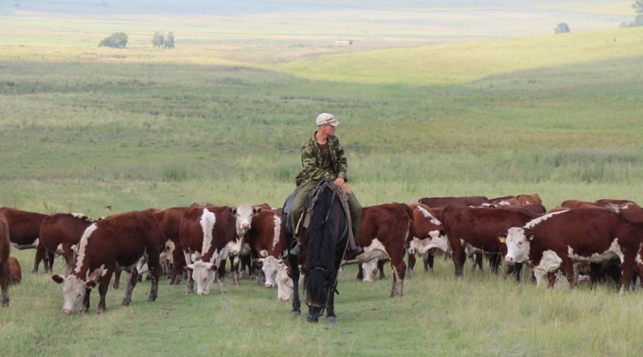 Алтайский спикер попросил федеральные власти «поставить на паузу» новый закон о «побочных продуктах»