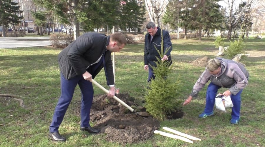 Искупили грех: мэрия Бийска «компенсировала» варварскую обрезку елей на Петровском бульваре
