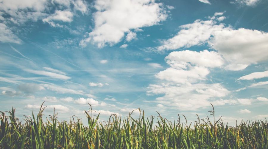 «Заниматься реализацией сейчас очень сложно»: на что рассчитывают алтайские аграрии в 2023 году?