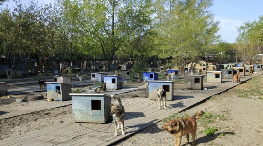 Власти Барнаула вновь обсуждают увеличение площадей приюта «Ласка» из-за роста числа отловленных собак