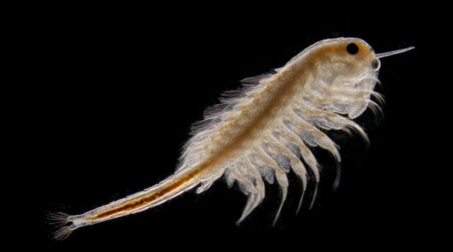 Алтайский «Кучуксульфат» может продать свой пакет акций в непрофильном бизнесе перед приватизацией