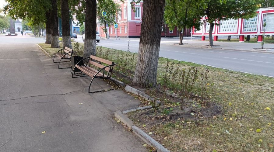 Посадки кустарника на центральной пешеходной аллее проспекта Ленина