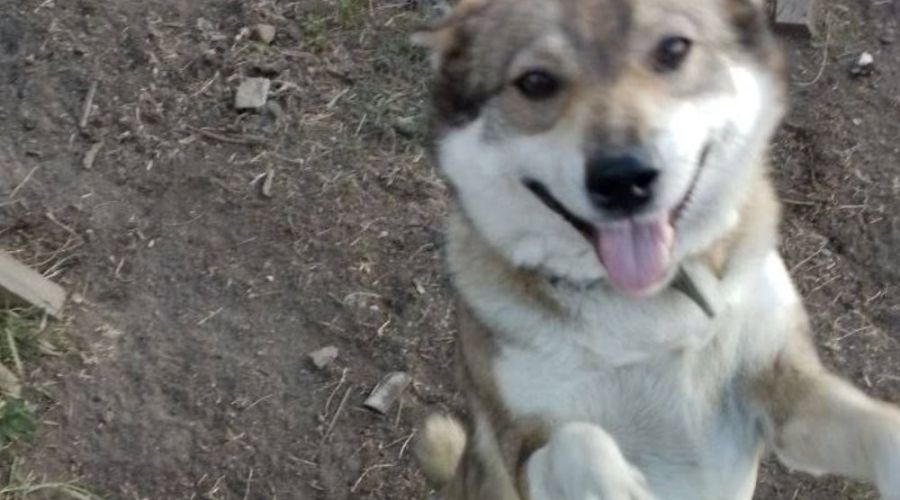 Любовь к собачьему мясу довела молодого сельчанина из Панкрушихи до уголовного дела