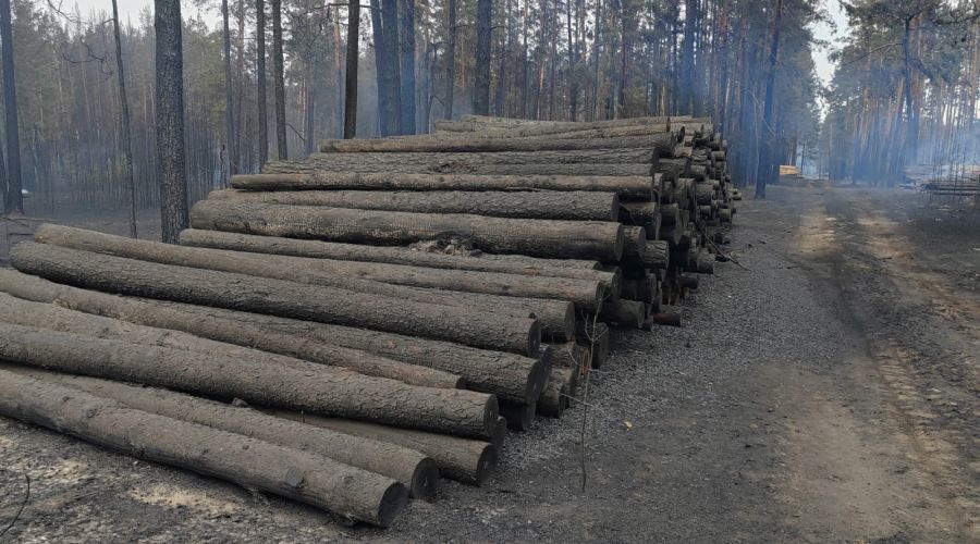 Обгоревший штабель древесины в Угловском районе